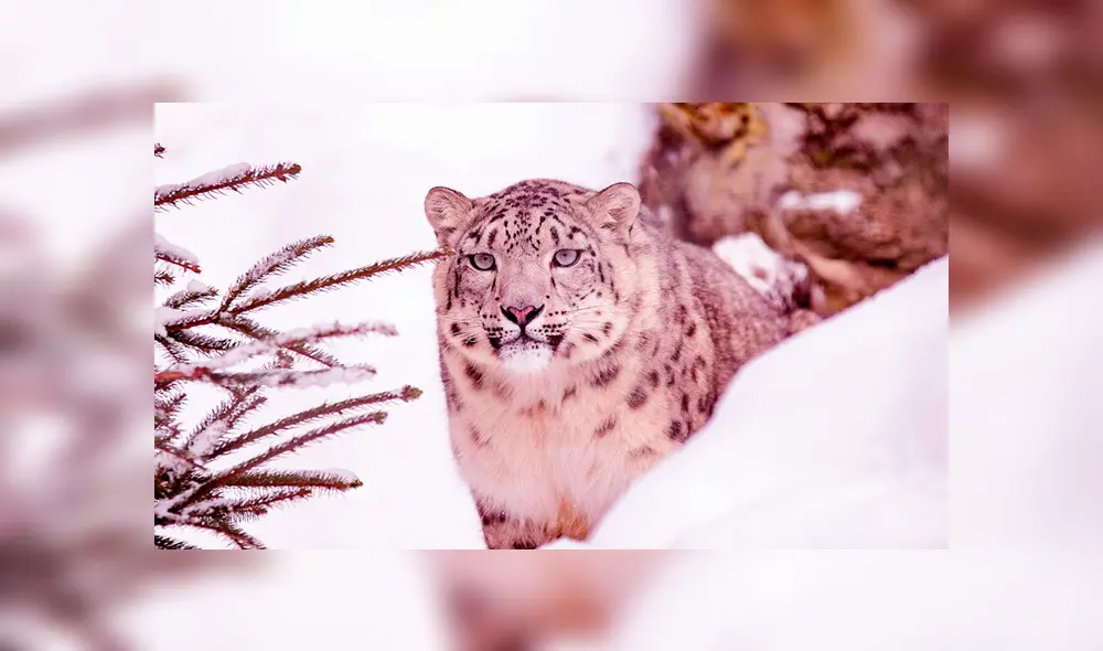 'Pantera rosa' es captada paseando por un parque nacional de Siberia. Foto: referencial