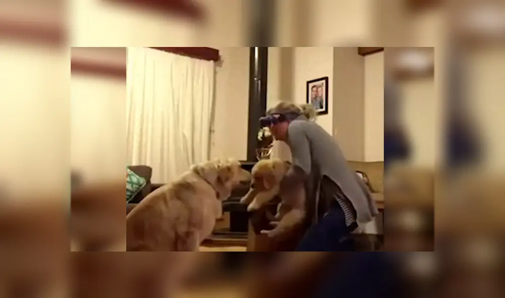 Desliza las imágenes para observar el inesperado comportamiento del perro tras conocer a su nuevo compañero.