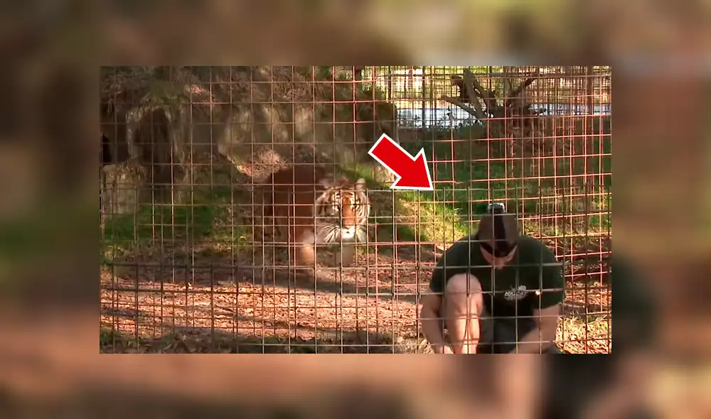 YouTube viral: No te imaginarás lo que sucede cuando este hombre ingresa a la jaula de un feroz tigre [VIDEO] 