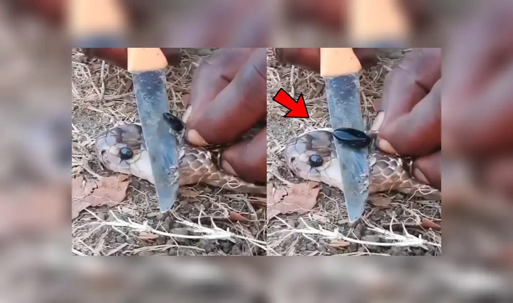 YouTube viral: joven le extrae ‘piedra’ a cobra real para crear antídoto contra letal veneno YouTube viral: joven le extrae ‘piedra’ a cobra real para crear antídoto contra letal veneno