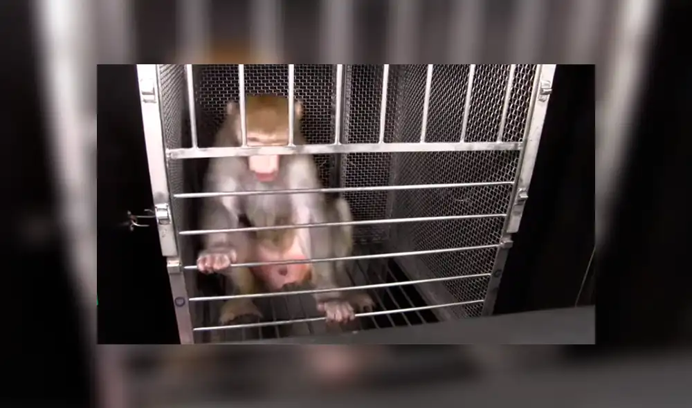 Revelan video de experimentos con monos para la fabricación de medicamentos [VIDEO] 