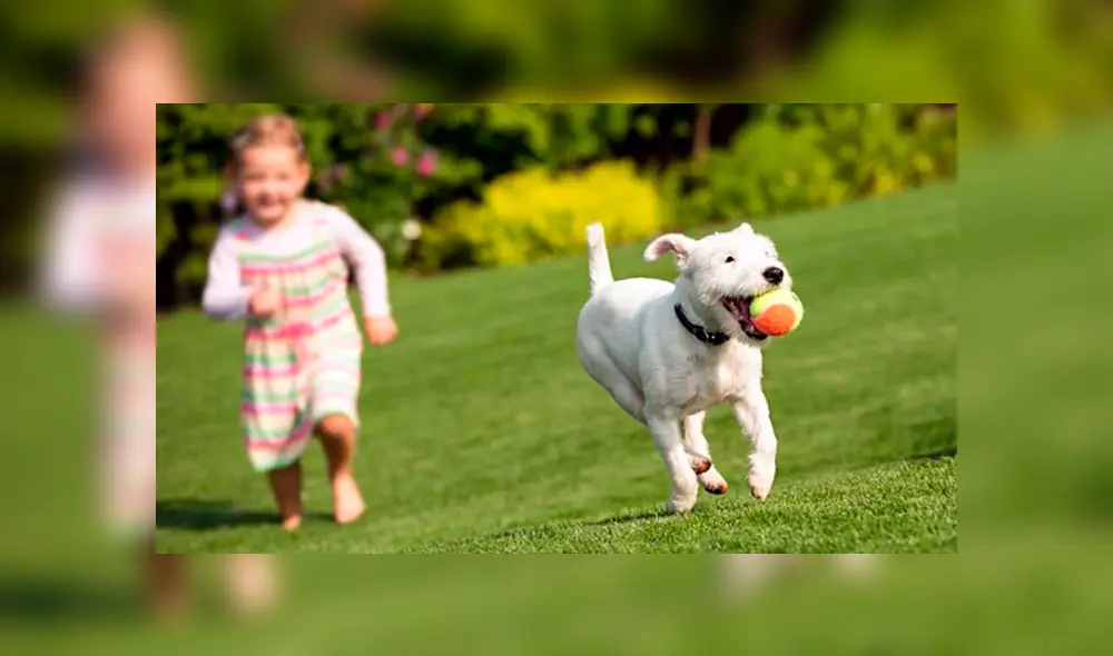 Estudio revela que tener un perro en casa reduce el riesgo de mortalidad Estudio revela que tener un perro en casa reduce el riesgo de mortalidad