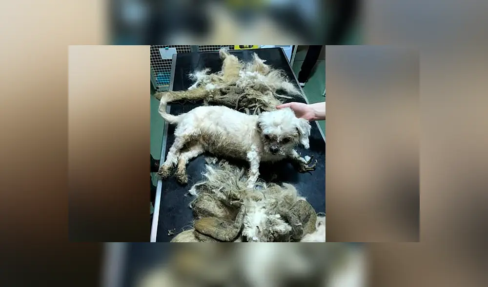 Desliza para ver el cambio de look de este perro que se hizo viral en Facebook. Desliza para ver el cambio de look de este perro que se hizo viral en Facebook.