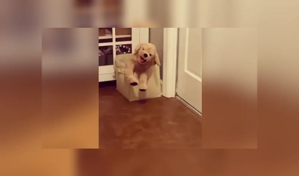 Un perro se llevó un enorme susto al ver un peluche idéntico a él. Foto: Instagram Un perro se llevó un enorme susto al ver un peluche idéntico a él. Foto: Instagram