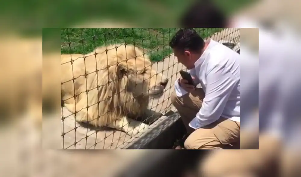 Turista ingresa a recinto de leones, sin imaginar lo que pasaría.
