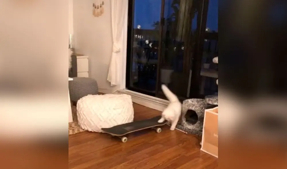 Desliza las imágenes para descubrir la destreza de un gato al subir a un skate que su dueña dejó en la sala. Foto: captura de TikTok