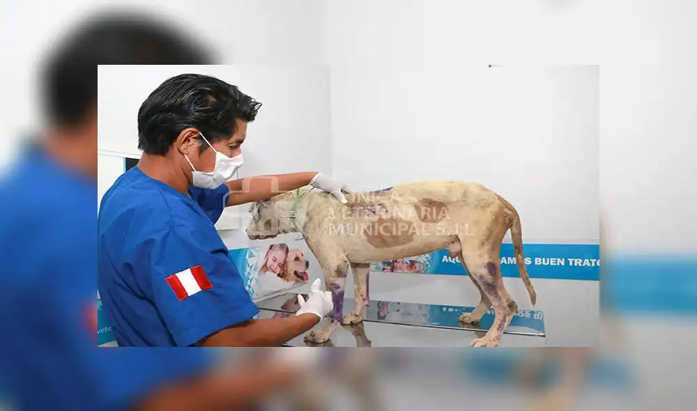 Rescatan a mascota que vivía en condiciones deplorables en SJL [FOTOS]