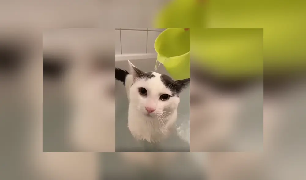 Desliza las imágenes hacia la izquierda para apreciar el inesperado comportamiento de un gato al ser bañado.