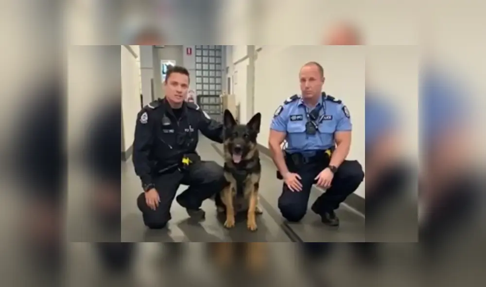 Desliza las imágenes para ver más sobre esta divertida rutina de ejercicios que realizó un obediente perro.