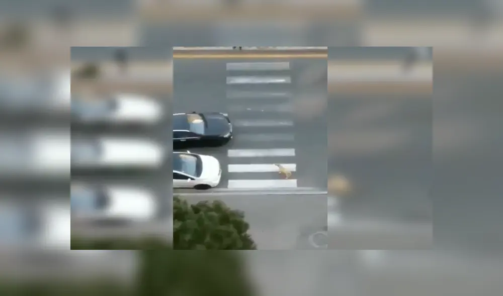 En YouTube, un señor se percató de la presencia de un perro callejero y lo ayudó para que cruce la pista. En YouTube, un señor se percató de la presencia de un perro callejero y lo ayudó para que cruce la pista.