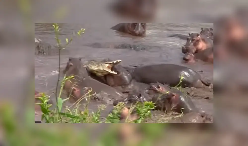 YouTube viral: 30 hipopótamos atacan a cocodrilo que minutos antes los quiso devorar [VIDEO]