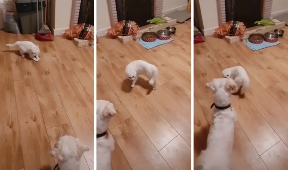 Las mascotas sacaron a relucir sus 'pasos de tango'. Foto captura de TikTok / @ltqlovetk.