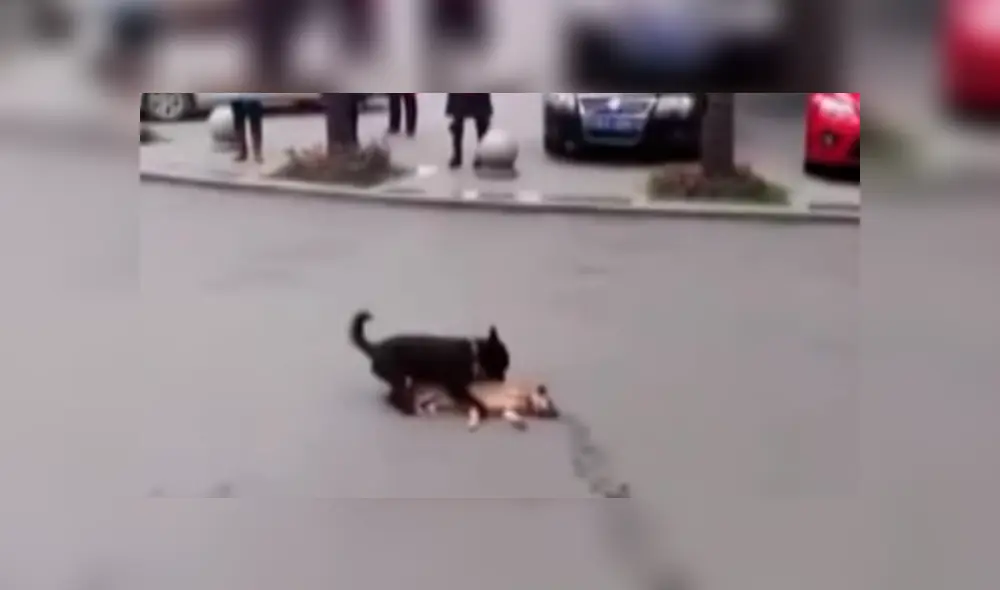 En Facebook, un perro fiel se mantuvo al lado de su compañero moribundo que fue atropellado. En Facebook, un perro fiel se mantuvo al lado de su compañero moribundo que fue atropellado.