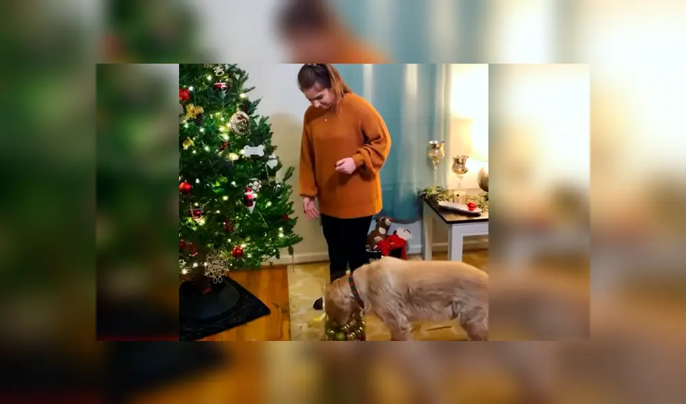 Mientras acompaña a su dueña, el can obedece sus instrucciones y le ayuda a colocar algunos adornos. El curioso episodio se ha hecho viral en Facebook