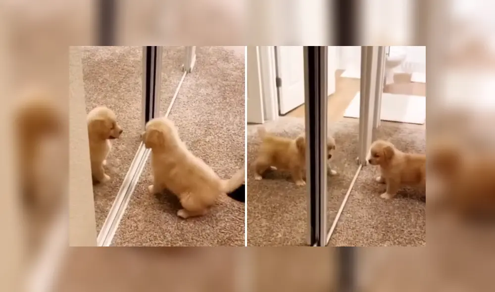 A través de Facebook se hizo viral el momento en que un perro tiene una curiosa reacción al ver su reflejo por primera vez. A través de Facebook se hizo viral el momento en que un perro tiene una curiosa reacción al ver su reflejo por primera vez.