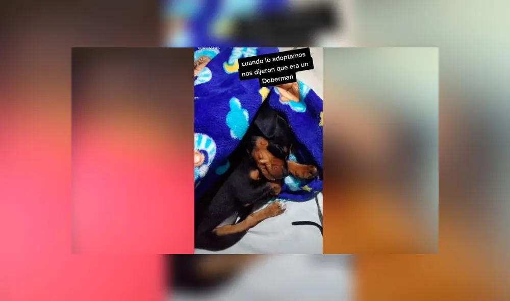 Desliza las imágenes para descubrir qué pasó realmente con este presunto perro de raza doberman. Foto: Juli Navas/Tiktok Desliza las imágenes para descubrir qué pasó realmente con este presunto perro de raza doberman. Foto: Juli Navas/Tiktok