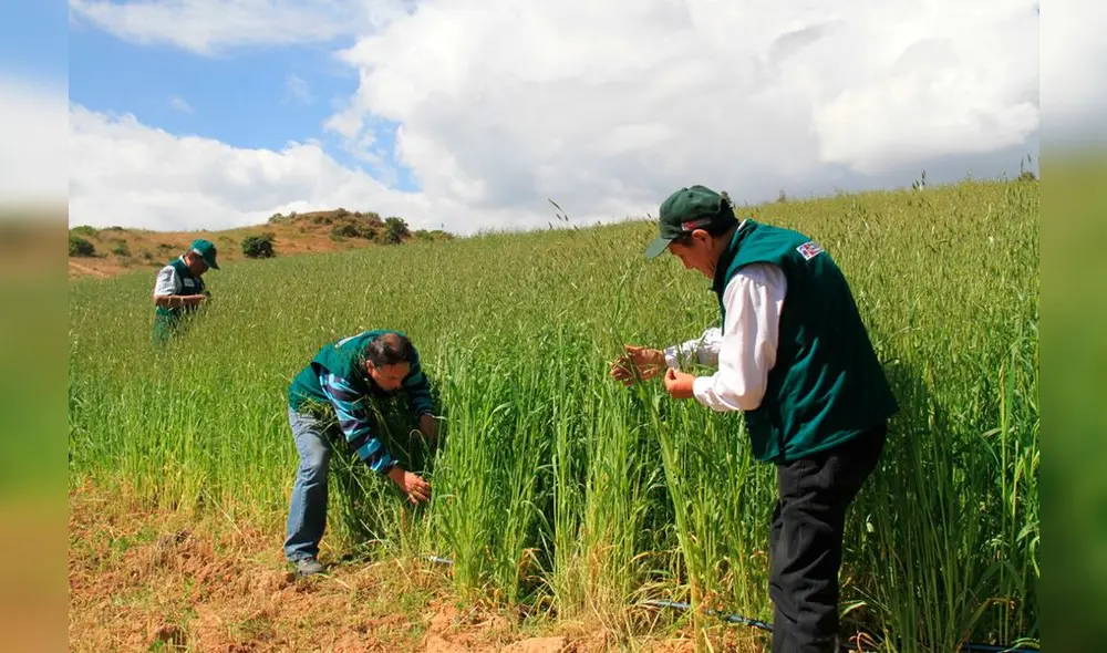 Proyecto de Agro Rural se desarrolla anualmente. Foto: Minagri.