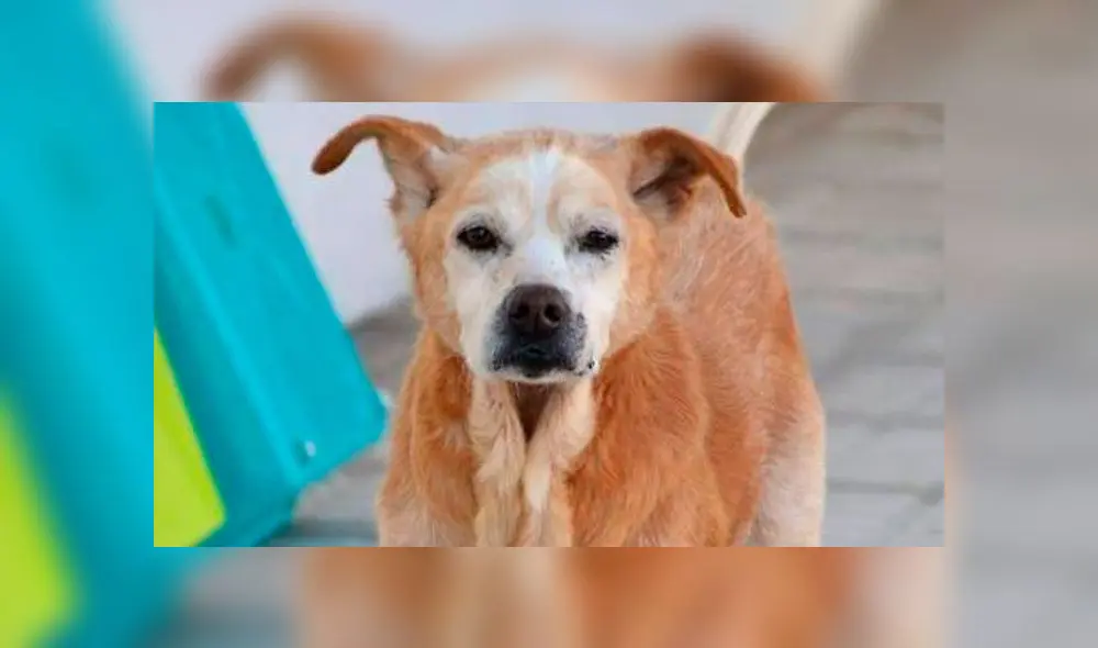 Cuco falleció horas antes que su dueña, según sus cuidadores, para "guiarla" en el camino a la eternidad. Foto: La Vanguardia