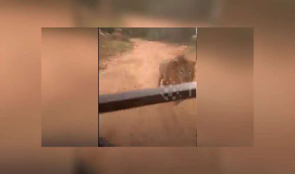El video viral de Facebook muestra la temible reacción de un enfurecido león que atacó a un grupo de turistas. El video viral de Facebook muestra la temible reacción de un enfurecido león que atacó a un grupo de turistas.