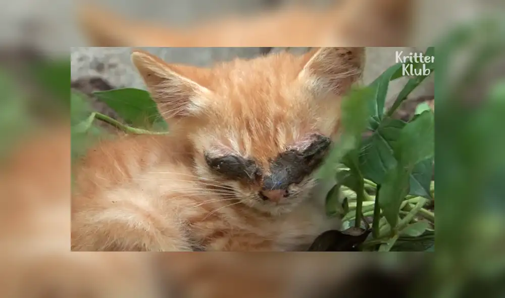 YouTube viral: Gatito ciego es rescatado por un 'ángel' y sufre radical cambio que enternece al mundo [VIDEO]