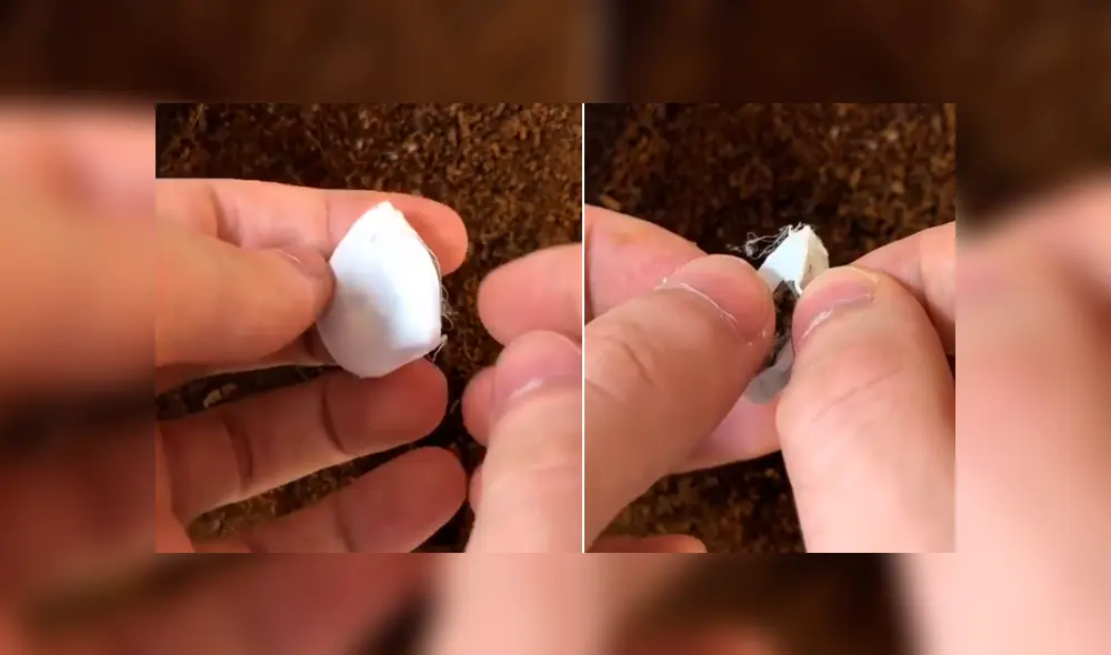 Un video viral de Facebook registró el momento en que cientos de peligrosas criaturas salieron de una misteriosa bolsa. Un video viral de Facebook registró el momento en que cientos de peligrosas criaturas salieron de una misteriosa bolsa.