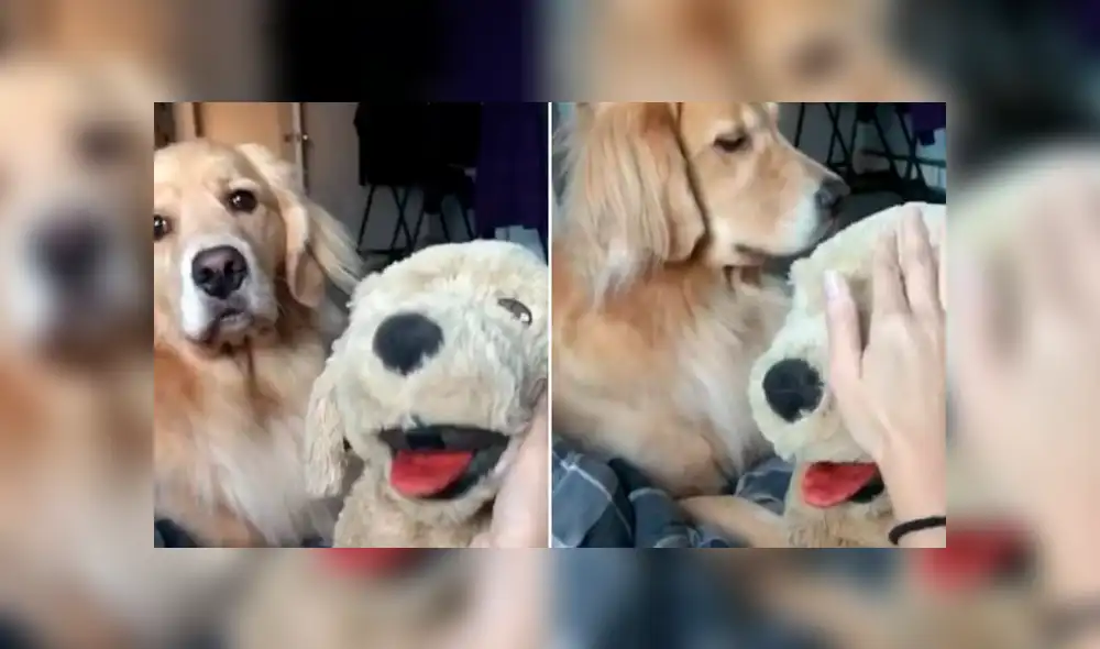 Facebook: no soportó ver a su dueña acariciar a perro de peluche y tuvo esta reacción [VIDEO] 
