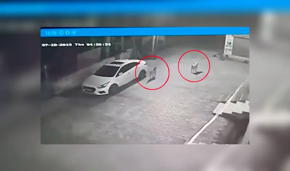 La increíble hazaña de los canes fue captada por una cámara de seguridad instalada en la calle y se ha hecho viral en Youtube