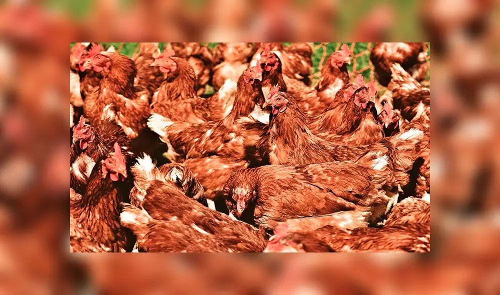 El doctor Michael Greger recomendó que los animales no estén aglutinados, porque los hace propensos a desarrollar un virus. Foto: Pixabay El doctor Michael Greger recomendó que los animales no estén aglutinados, porque los hace propensos a desarrollar un virus. Foto: Pixabay