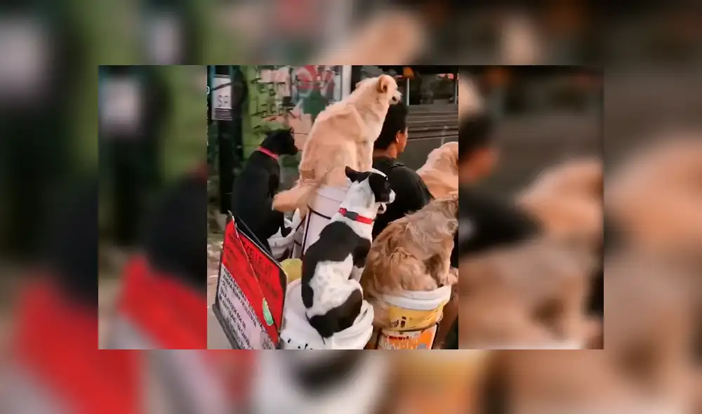 El hombre quería viajar con todos sus perros y no tuvo mejor idea que modificar su motocicleta con una singular idea que ha causado sensación en Facebook El hombre quería viajar con todos sus perros y no tuvo mejor idea que modificar su motocicleta con una singular idea que ha causado sensación en Facebook