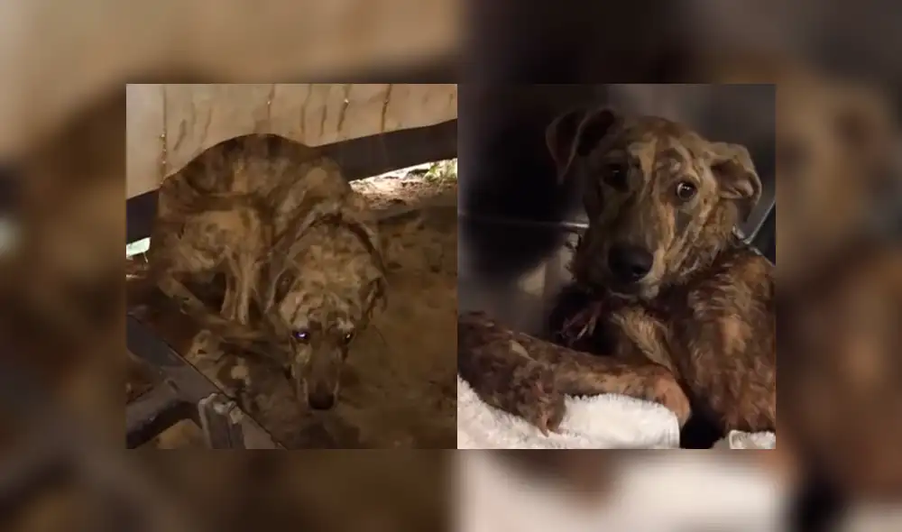 Facebook: encuentra perro callejero con herida mortal, decide adoptarlo y le cambia la vida [FOTOS]