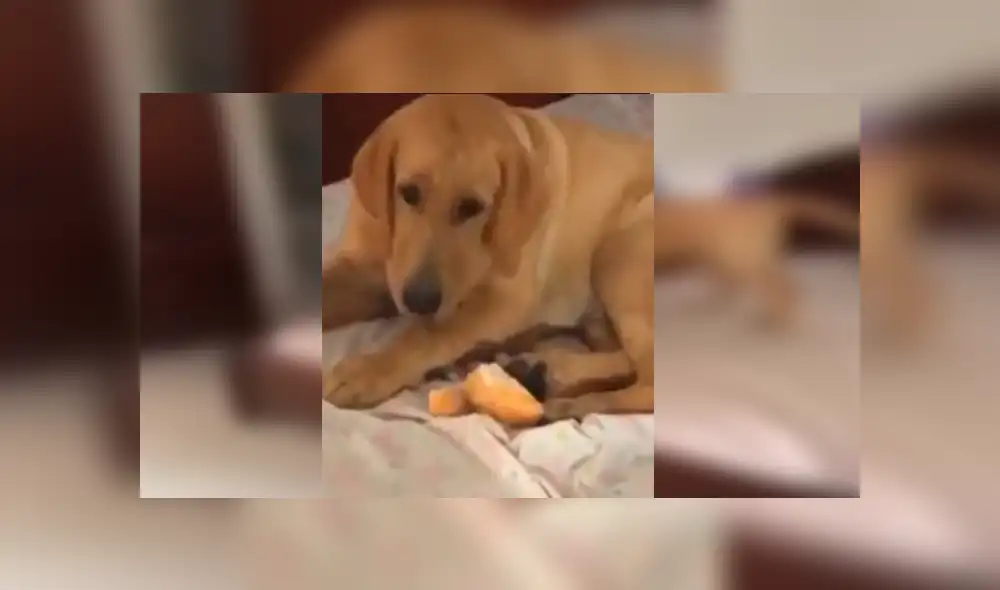 Desliza las imágenes para observar la travesura de un perro para ocultar los alimentos en su hocico.