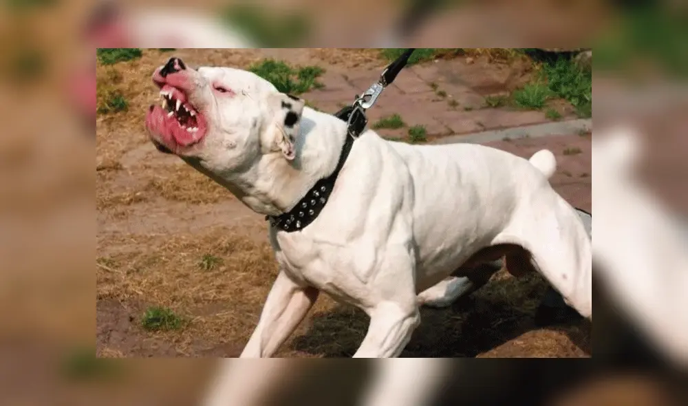 Perro pitbull fue dado en adopción tras atacar a su dueña.