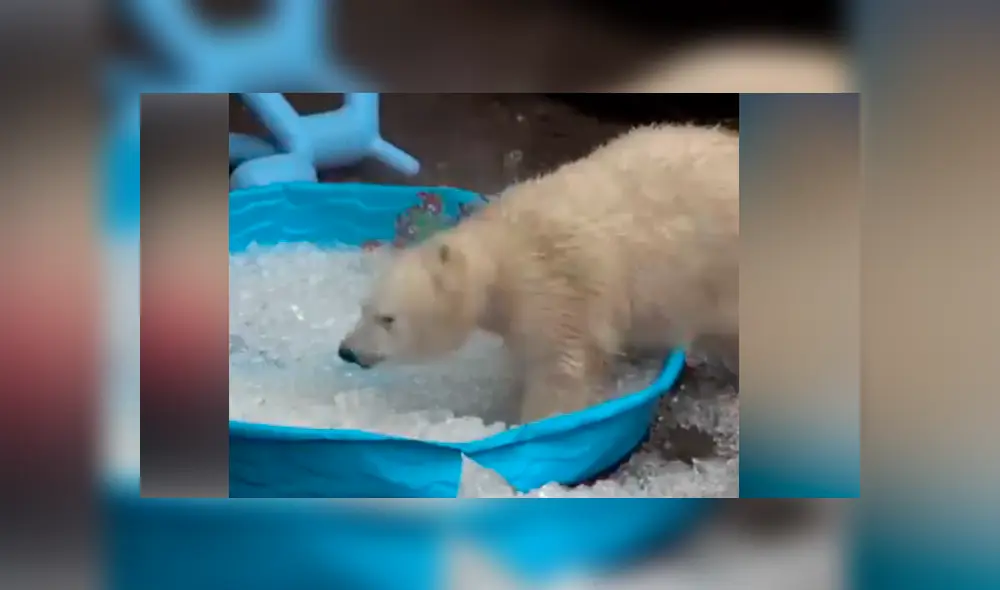 Facebook viral: oso polar ve piscina con hielo y tiene conmovedora reacción
