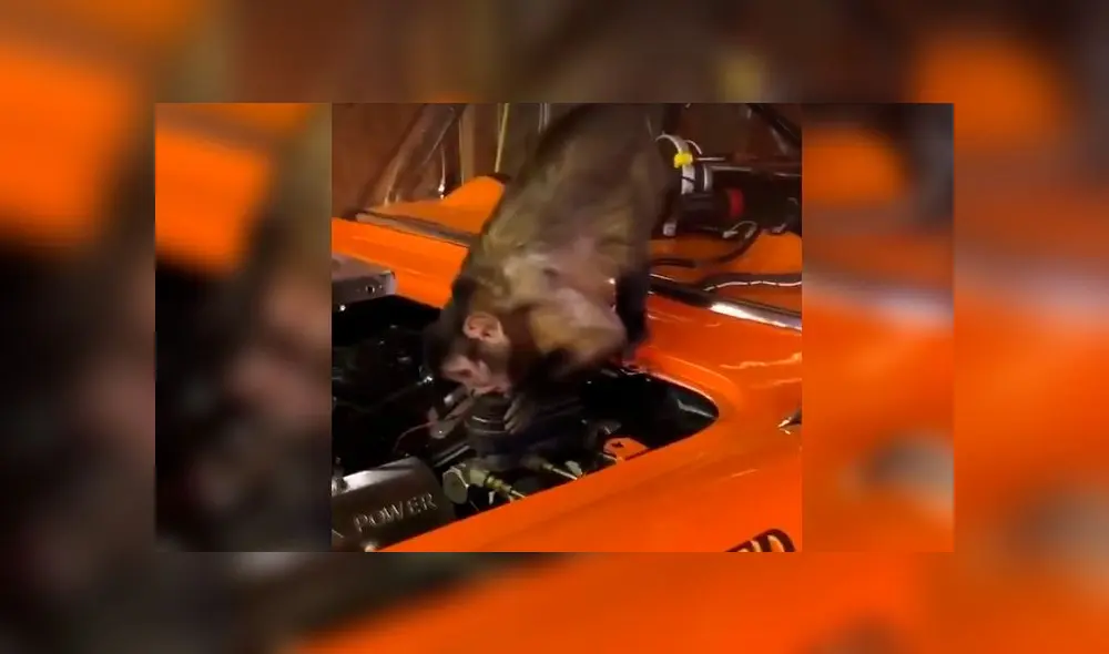 Graban a mono ‘reparando’ un auto y miles se derriten de ternura [VIDEO]