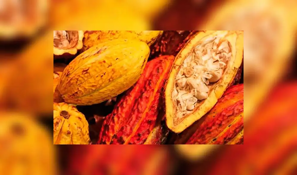 Ministerio de Agricultura y Riego realizó el primer censo de stock de cacao