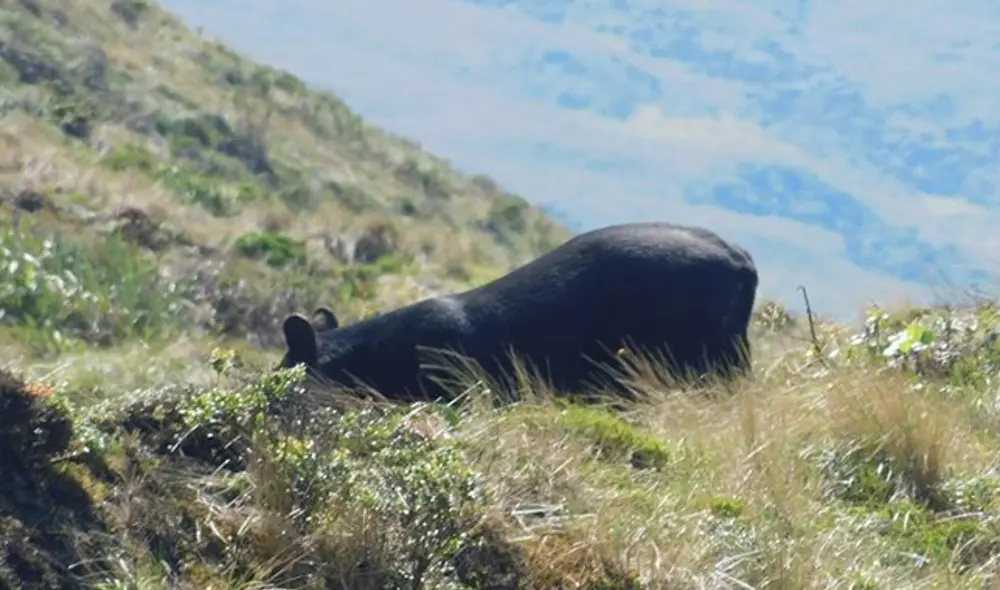Tapir andino (Foto: Juan Ismael Pusma)
