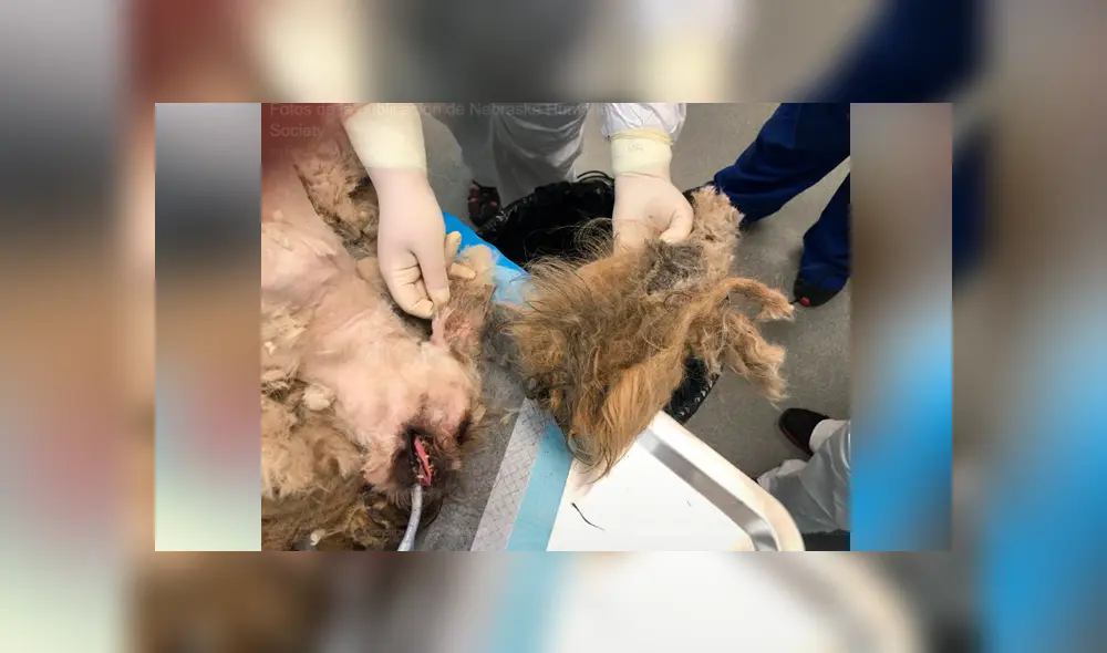 Facebook viral: perro callejero con abundante pelo es rescatado y su sorprende cambio de ‘look’ emociona a miles Facebook viral: perro callejero con abundante pelo es rescatado y su sorprende cambio de ‘look’ emociona a miles