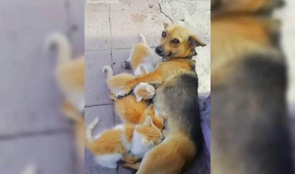 Las imágenes de la perrita cuidando de los pequeños gatitos han dado la vuelta al mundo. Foto: Captura/Facebook