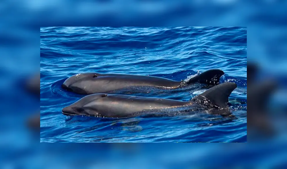 Desliza para ver fotos del Balfín que sorprendió a todos en YouTube. Foto: Captura.