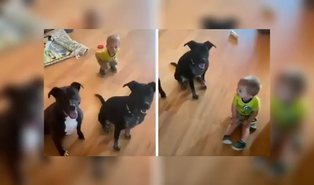 En Facebook, un pequeño trató de copiar los singulares movimientos que realizaron sus perros al escuchar a su madre. En Facebook, un pequeño trató de copiar los singulares movimientos que realizaron sus perros al escuchar a su madre.