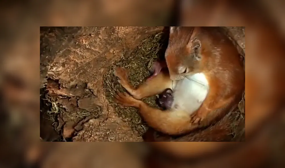 Facebook viral: joven coloca cámara escondida y registra momento que ardilla da a luz [VIDEO]