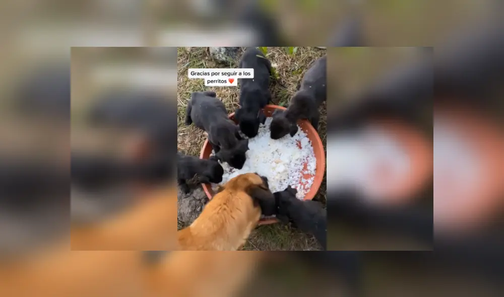Desliza hacia la izquierda para ver más imágenes de esta divertida bienvenida. (Foto: captura / TikTok)