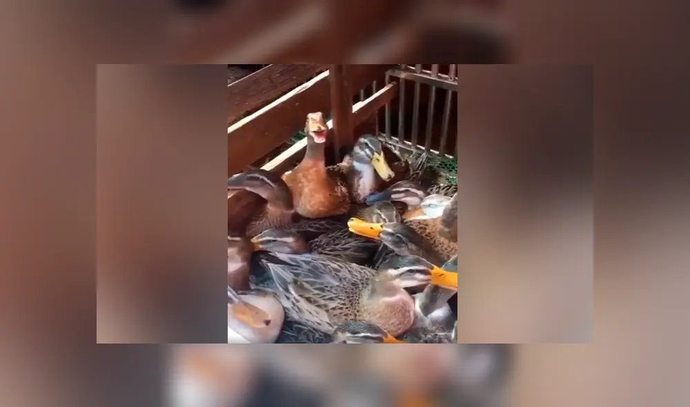 Desliza para ver los momentos más importantes del video que se hizo viral en Facebook.