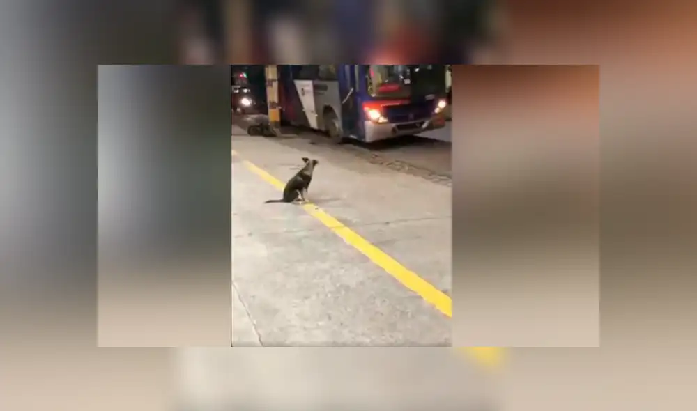 Facebook viral: Perro callejero espera todos los días a chofer de bus para que le comparta su comida [VIDEO]