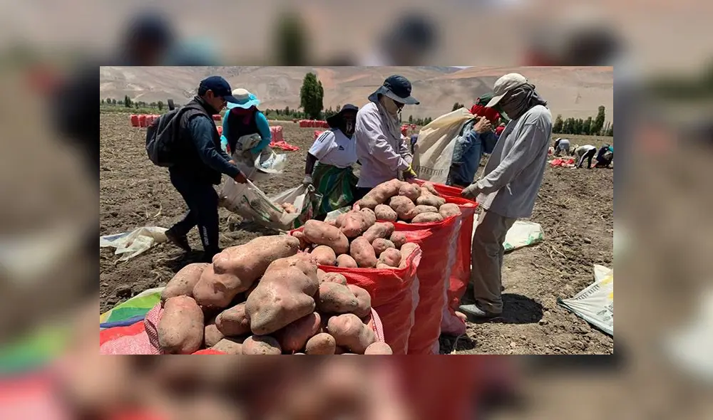 En el valle de Tambo, los productores de papa temen que no puedan enviar todos sus productos. En el valle de Tambo, los productores de papa temen que no puedan enviar todos sus productos.