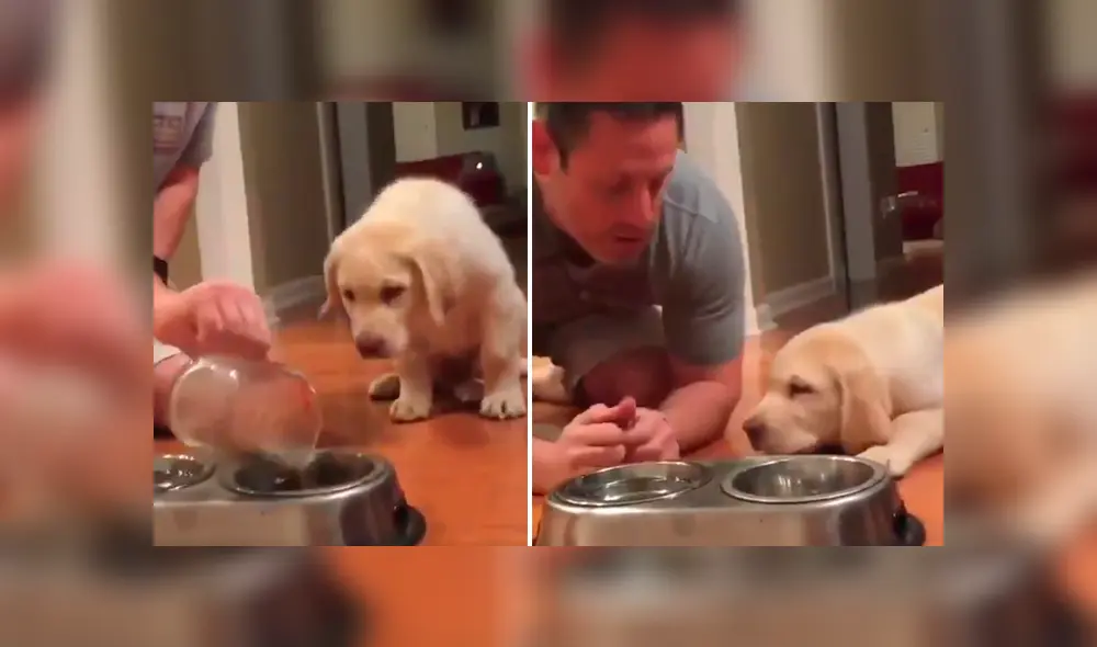 El can se ha ganado la admiración de miles de usuarios en Facebook con su peculiar comportamiento