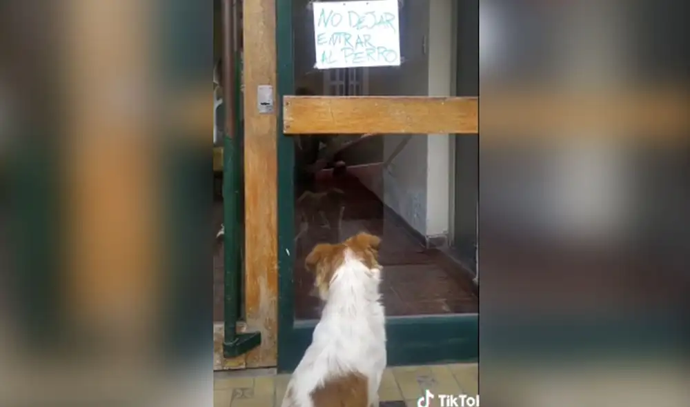 Desliza hacia la izquierda para conocer más detalles de la conmovedora historia de Bruno, un perrito que tuvo un final feliz. Foto: captura de TikTok Desliza hacia la izquierda para conocer más detalles de la conmovedora historia de Bruno, un perrito que tuvo un final feliz. Foto: captura de TikTok
