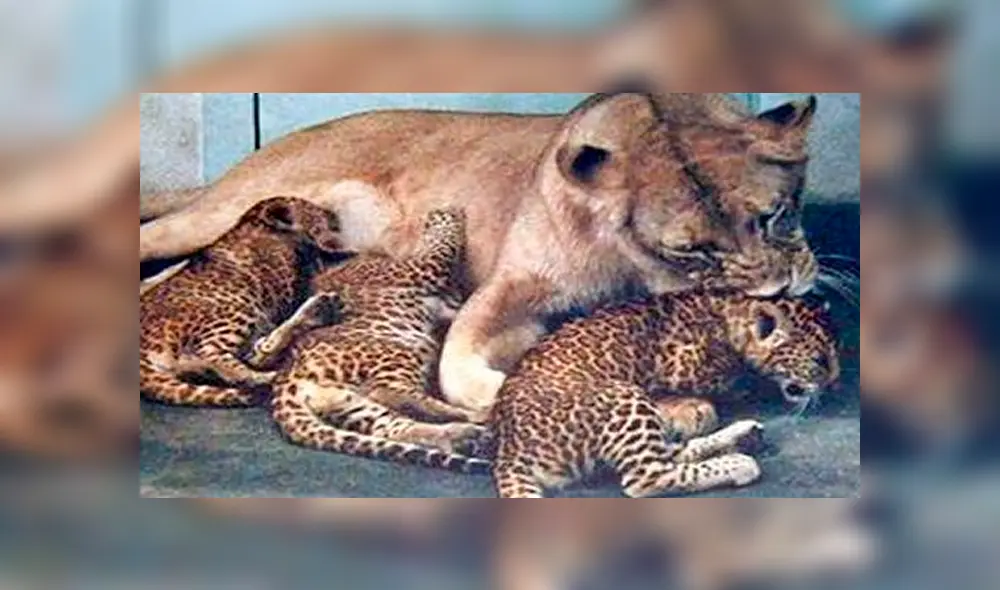 Desliza para ver al leopón, el felino que sorprendió a todos en YouTube. Fotos: Captura. Desliza para ver al leopón, el felino que sorprendió a todos en YouTube. Fotos: Captura.