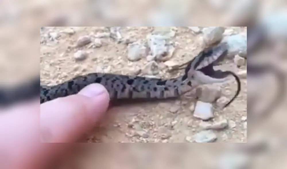 Video es viral en YouTube. Una serpiente estaba tan asustada que decidió fingir su muerte; sin embargo, un error en su ‘actuación’ reveló su mentira. Foto: Captura.