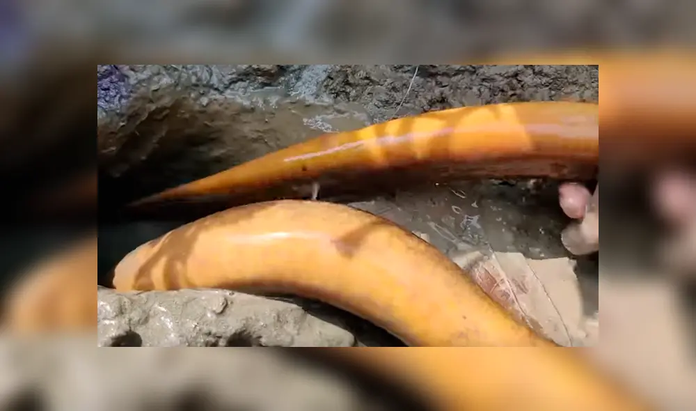 YouTube viral. Letal criatura aparece en misterioso hoyo de barro.